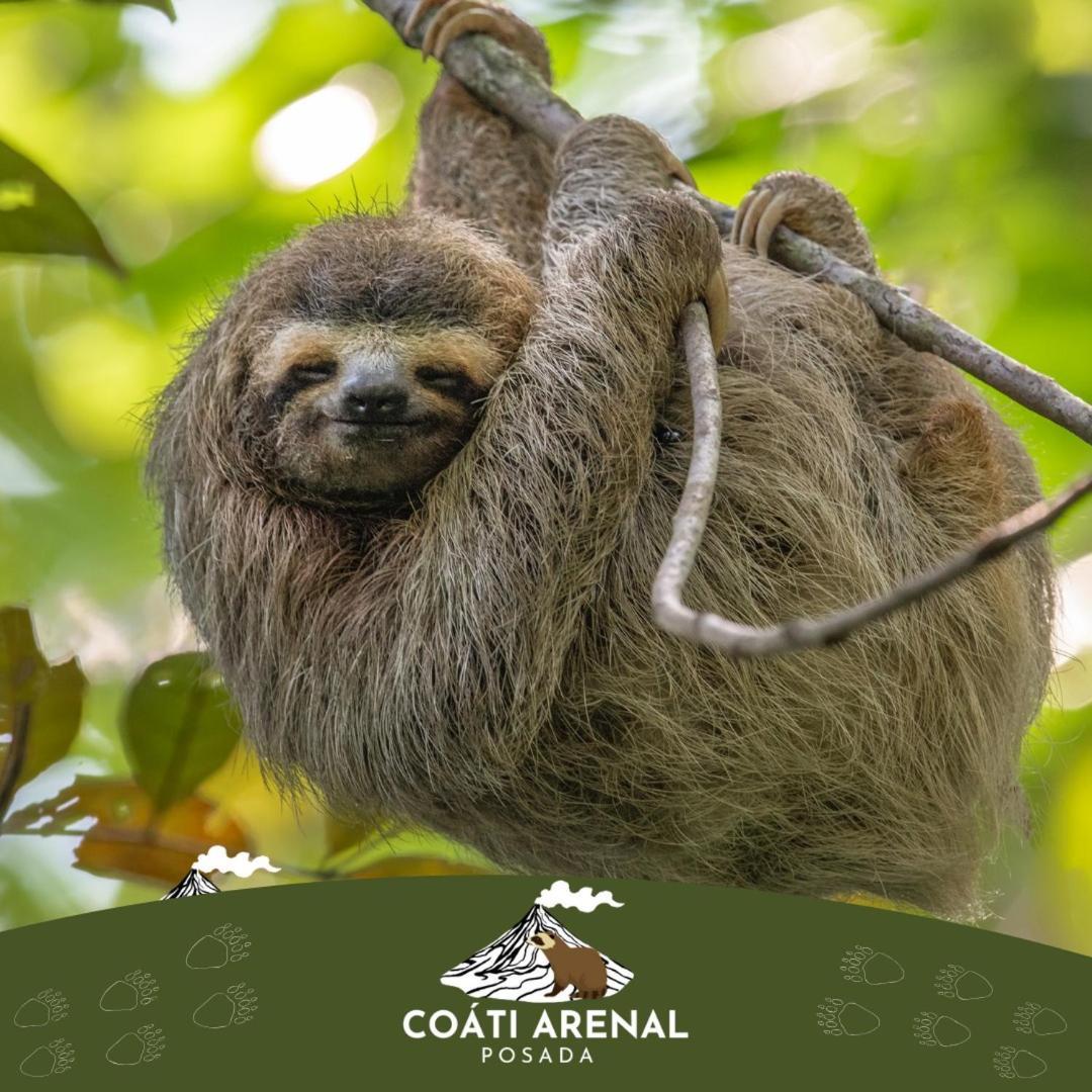 Coati Del Arenal Posada La Fortuna Esterno foto